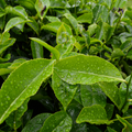 L-Theanine