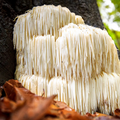 Lion's Mane