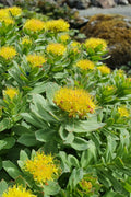 Rhodiola