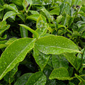 L-Theanine