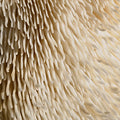 Lion's Mane