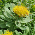 Rhodiola